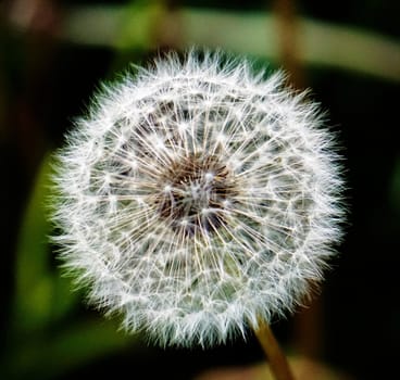 A photo of a single blowball head