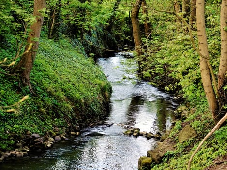 photo of an idyllic river, trees and bushes