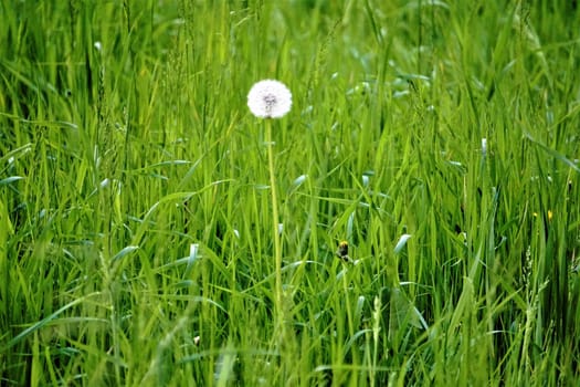 Photo of a single blowball on a meadow