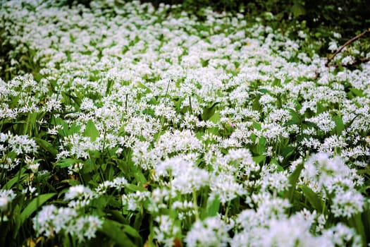 Photo of a calm field of wild garlic