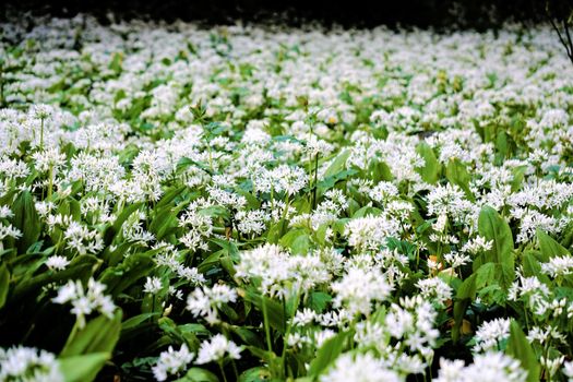 Wild garlic blooming white on a field