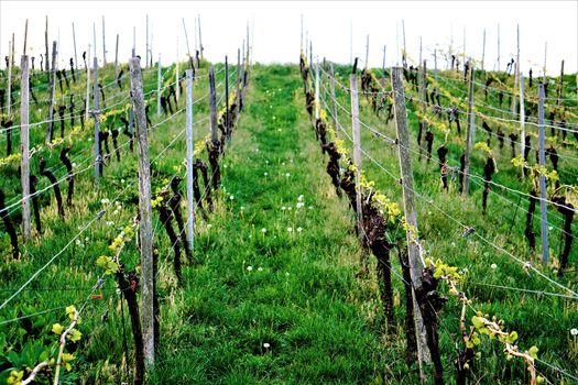 Vineyard with blowballs on a cloudy day