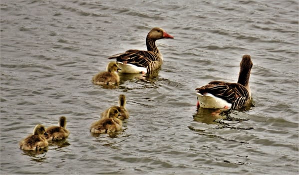 A family of greylag geese swimming on a lake