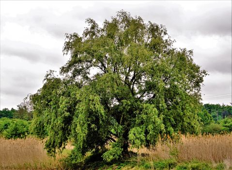 Tree in the nature reserve Wagbachniederung, Germany