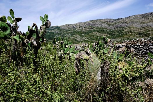 Opuntia fig cacti in front of the Cocoll mountain near Benigembla, Spain