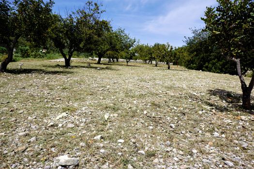 Citrus grove near the town Benigembla, Spain