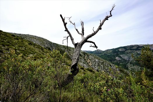 Dead tree in the Sierra del Penon, Spain
