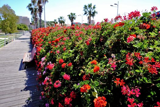 Geranium plants and bench on bridge with palm trees