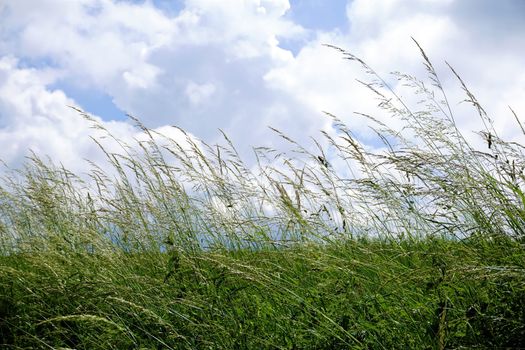 Poaceae on meadow in front of cloudy blue sky in Germany