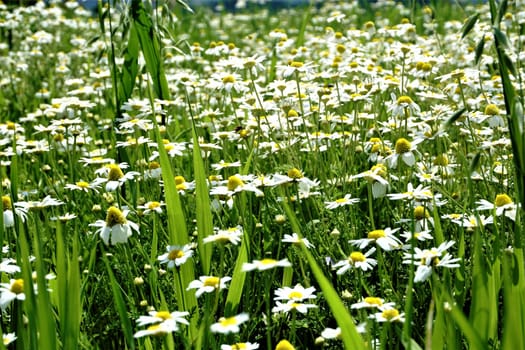 A field of daises with grass and some insects