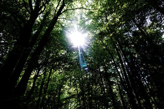 The sun shining thrugh Oberflockenbach forest in Germany