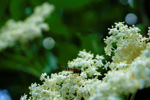 A marmalade hoverfly sitting on white blossom doing mimicry