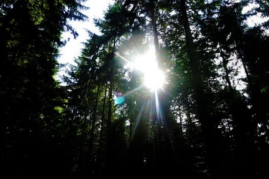 Sunrays behind trees in the forest of Oberflockenbach, Germany