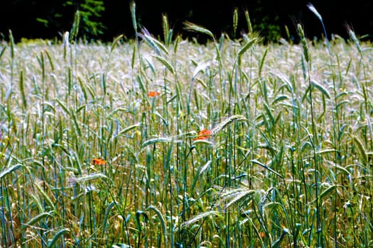 Green grain and flowers on fiel in spring