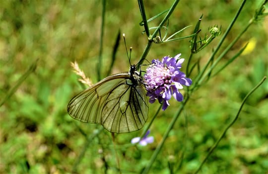 Aporia crataegi butterfly sitting on purple flower