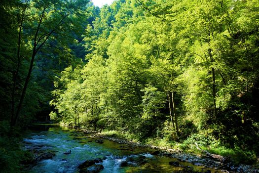 Radovna river and forest in the Vintgar Gorge, Slovenia