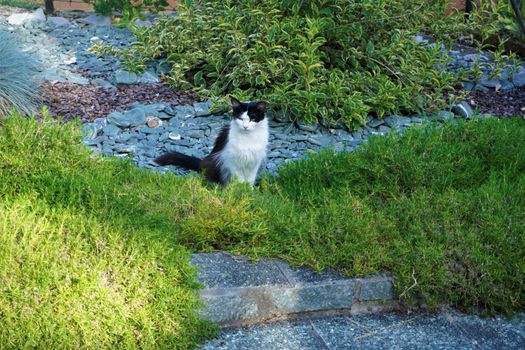 Hackly black and whit cat sitting on a meadow