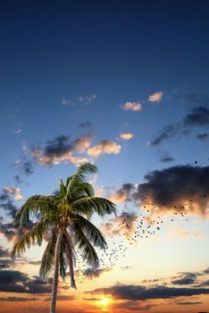 A coconut palm tree in the tropics against a sunset sky with copy space