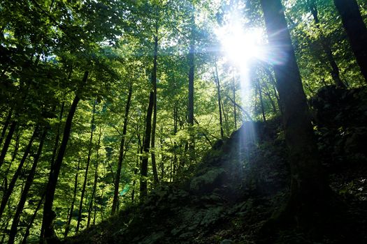 Sun behind trees in Triglav National Park, Slovenia