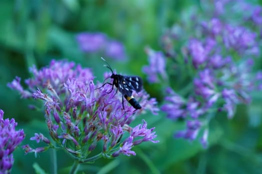 Nine spotted moth sitting on pink flower