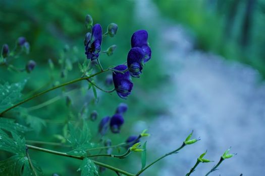 Beautiful purple Aconitum napellus blossoms in the forest