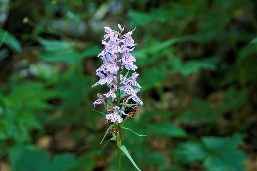 Wild Dactylorhiza orchid spotted near Lake Bohinj, Slovenia