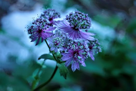 Close up of great masterwort blossom in Slovenian forest