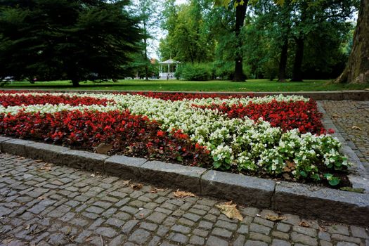 Bed with white and red begonias in the city park of Maribor, Slovenia