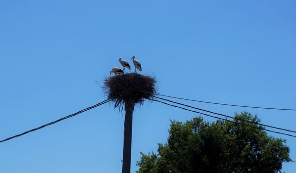 Three storks in a nest with electric cable and tree in Slovenia