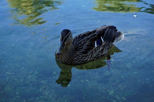 Duck on the Krka river in Kostanjevica na Krki, Slovenia