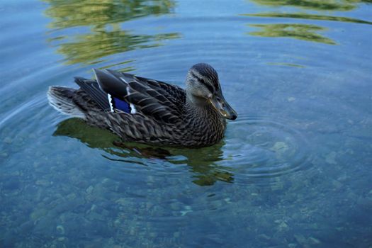 A duck on the Krka river in Kostanjevica na Krki, Slovenia