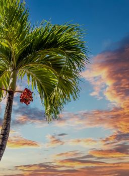 Tropical palm tree under blue skies with red fruit