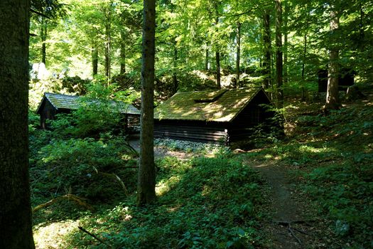 Abandonned houses in the forest Kocevski rog, Slovenia