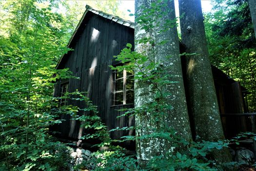 Old house with massive trunks in Kocevski rog Baza 20, Slovenia