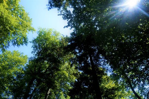 The sun shining in the forest over Baza 20 in Kocevski rog, Slovenia