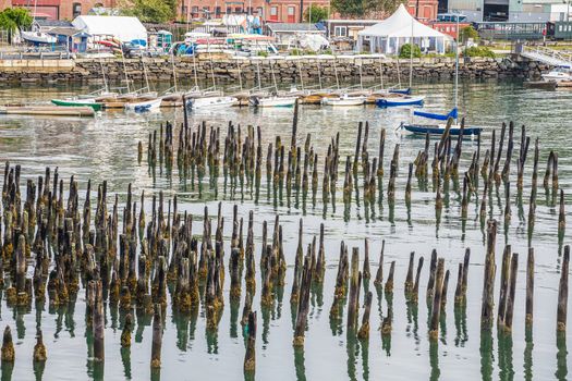 Moss and lichen covered pilings in a foggy harbor