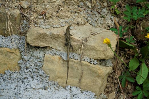 Common wall lizad spotted in Piran, Slovenia