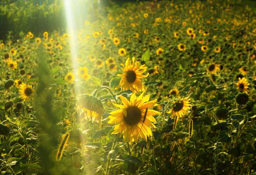 Photo of a sunflower field in the sunshine
