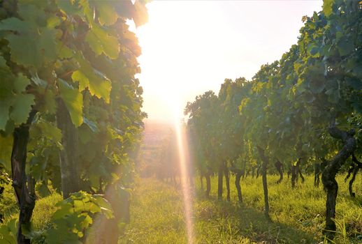 Photo of a vineyard in the evening sunshine