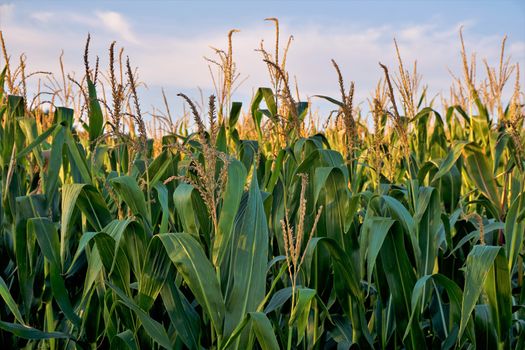 Corn field in front of blue sky and white clouds