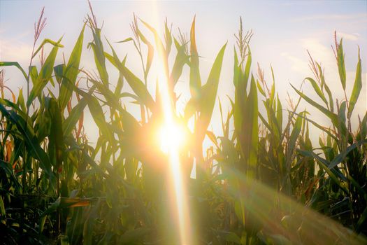 The sun shining through a corn field in the evening