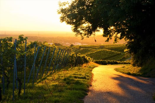 Golden sunset over a vineyard with path and tree
