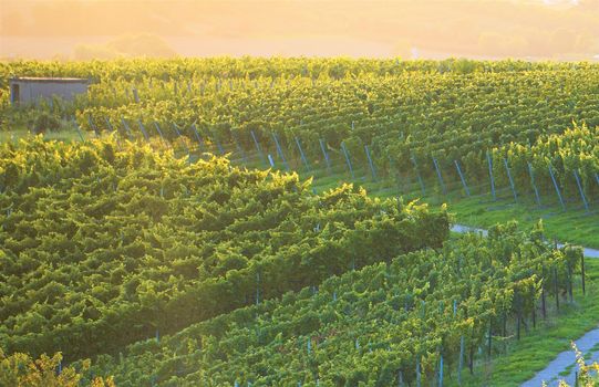 Vineyards and a pathway in the evening sun