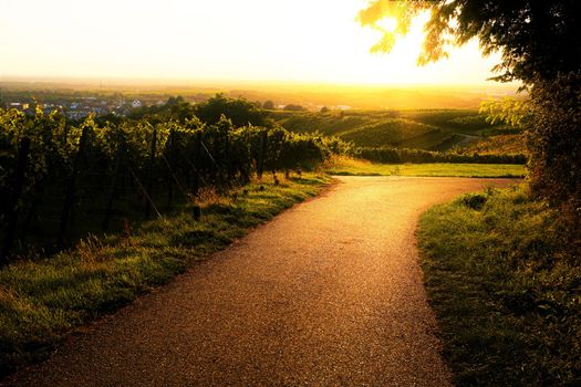 Golden sunset over a path in the vineyard
