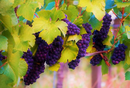 Lots of blue grapes and leaves on vine