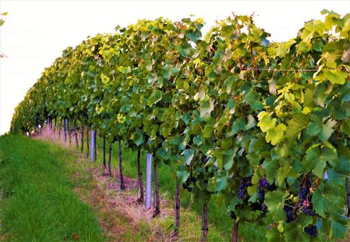 A photo of a vineyard and gras with grapes