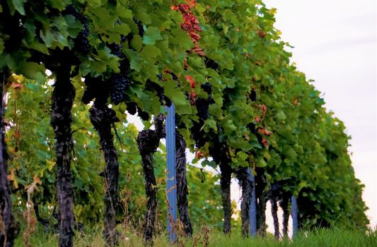 A photo of vines and grapes in the summer