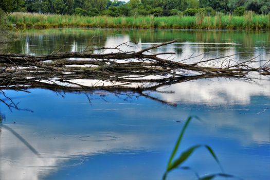 Photo of a calm blue lake with branches