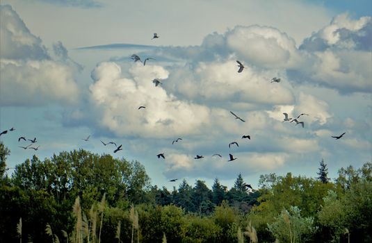 Sky full of herons in the summer time