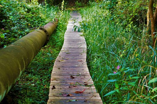 Overgrown boardwalk and old pipeline in the wilderness